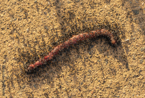 Worm photo