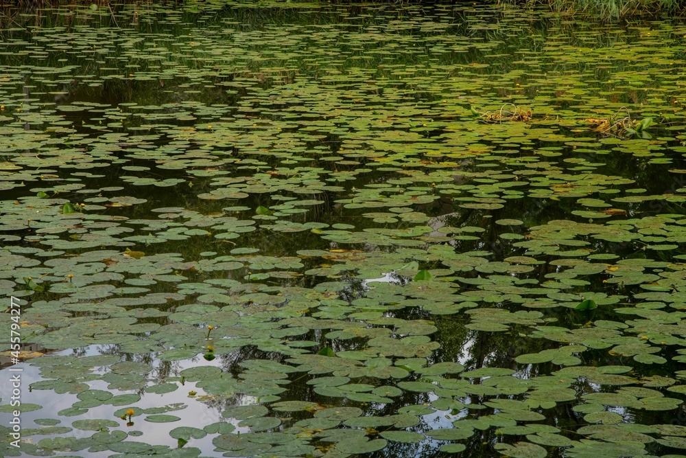 surface of a pond covered in green water lily leaves wit reflection surface of a pond covered in green water lily leaves wit reflection