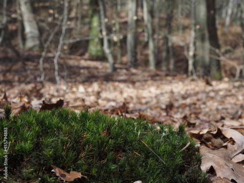 Widertonmoos im Vordergrund und ein Mischwald im Hintergrund © helenii_photography