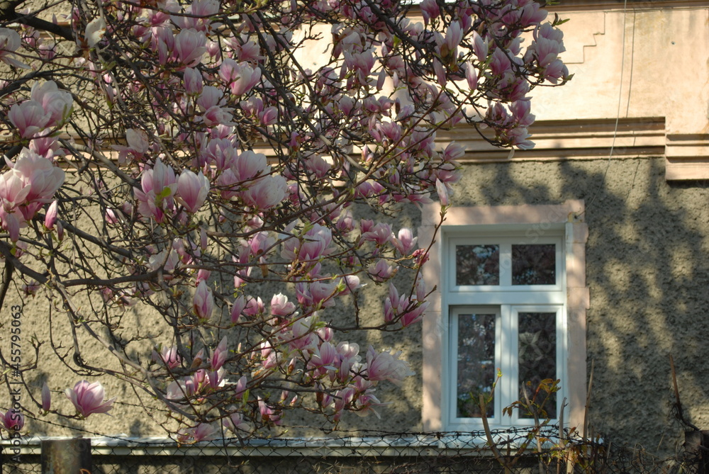 Obraz premium kwiaty magnolii na tle ściany budynku z oknem