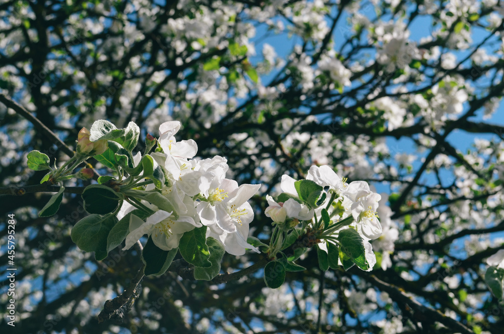 Apple blossoms on a background of the sky Apple blossoms on a background of the sky