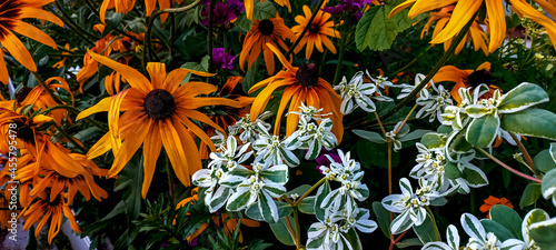 A garden mix of echinacea flowers and a green plant.Flower garden.natural beauty.Yellow.petals, leaves,inflorescences.Garden. park..Design. flower bed.Seeds. The growth of the postcard.picture.