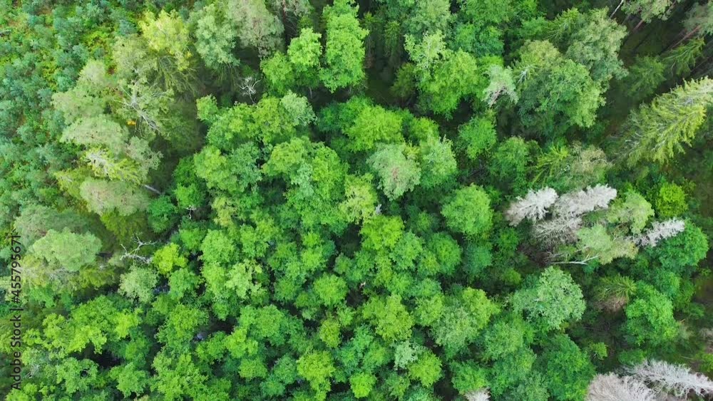 Directly above aerial drone full frame shot of pine forest in different amazing green colors with beautiful texture Directly above aerial drone full frame shot of pine forest in different amazing green colors with beautiful texture