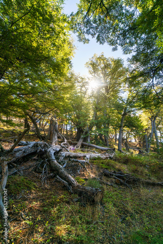 Beautiful forests of patagonia. walking along the trails you will find these forests.