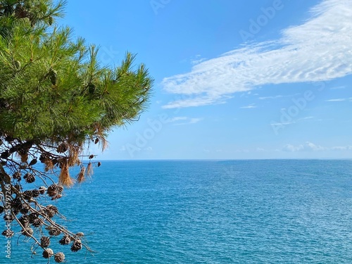 Pine branch over calm blue sea and clear sky. Calm sea blue water. Dense conifer against tranquil ocean waters. Idyllic summer seascape. © OLENA