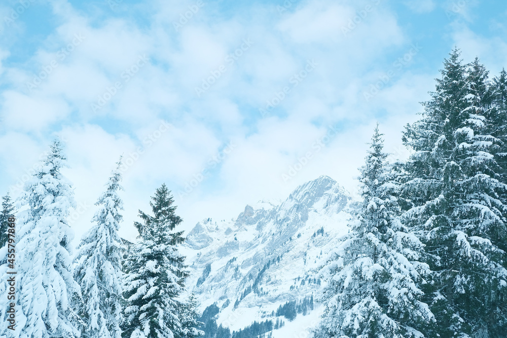 Fototapeta premium beautiful winter landscape, snow-covered fluffy fir trees, snowfall in the mountains, panorama of mountain peaks, the Swiss Alps in the snow, walks in the winter white forest