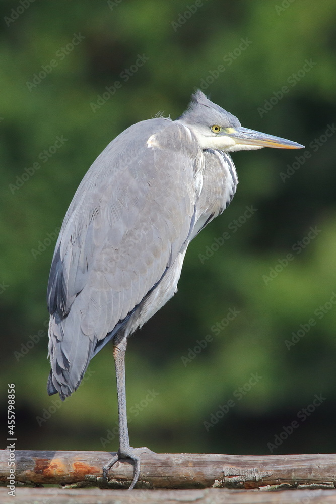 Grey heron (Ardea cinerea) young bird in natural habitat Grey heron (Ardea cinerea) young bird in natural habitat
