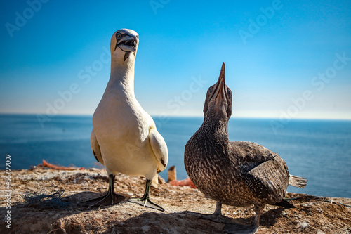 Obraz na plátne Northern gannet