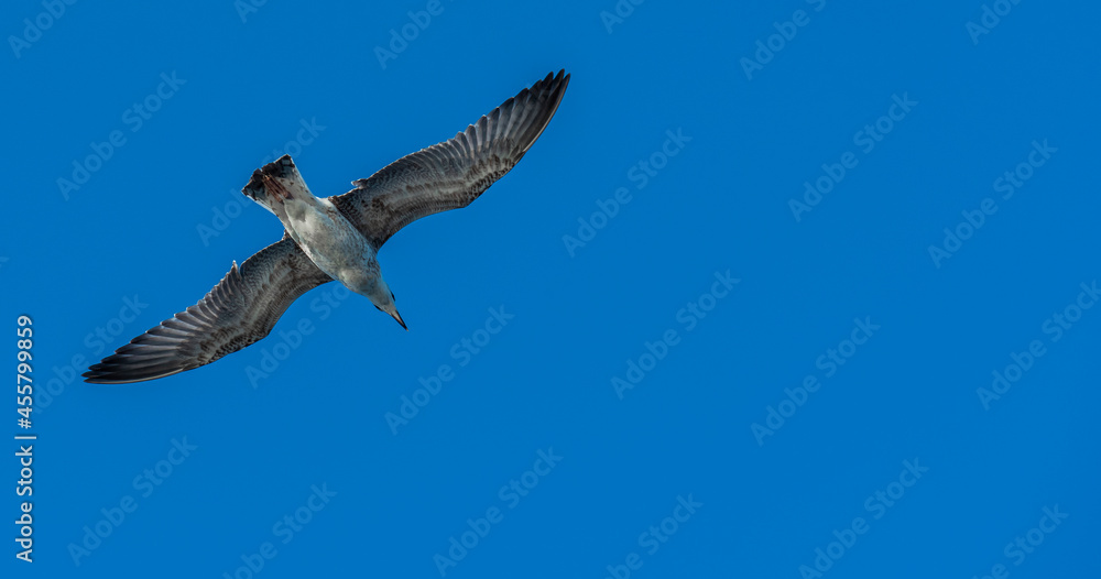 Obraz premium flying seagull with blue sky background