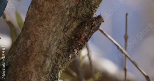 The close-up of Lyristes plebejus Cicada on a pine tree photo