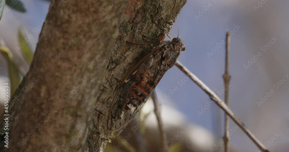 The close-up of Lyristes plebejus Cicada on a pine tree The close-up of Lyristes plebejus Cicada on a pine tree