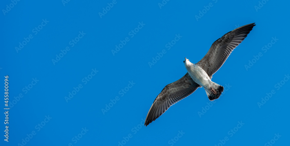 Obraz premium flying seagull with blue sky background