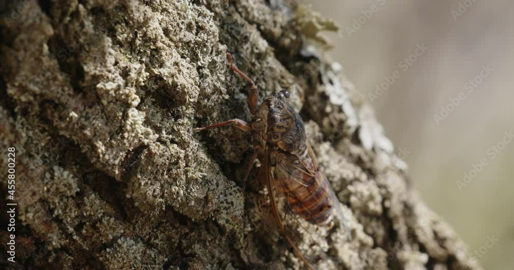 The close-up of Lyristes plebejus Cicada on a pine tree The close-up of Lyristes plebejus Cicada on a pine tree