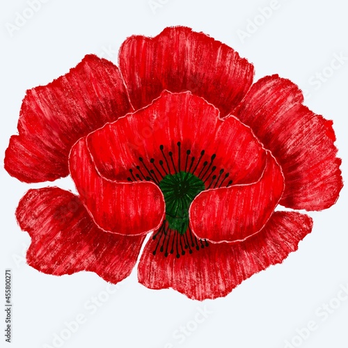 red poppy isolated on white