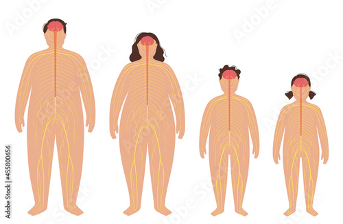 Central nervous system