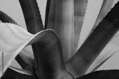 aloe vera cactus plant closeup in black and white photo