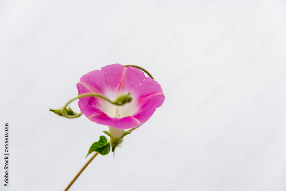 Pink bindweed flower on a light background. Pink bindweed flower on a light background.