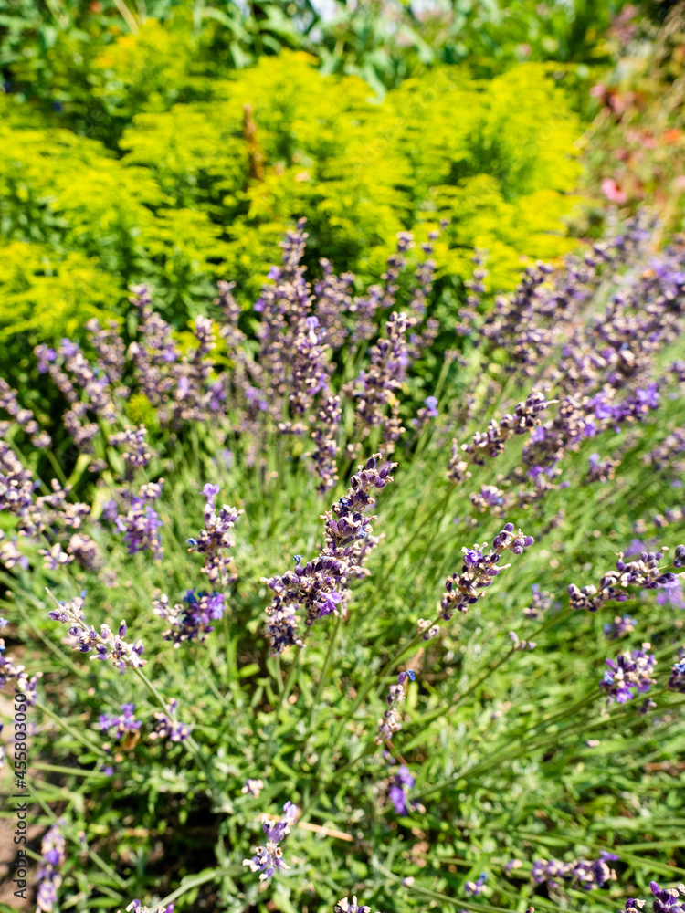English lavender flowers. Garden, purple, botanical. English lavender flowers. Garden, purple, botanical.