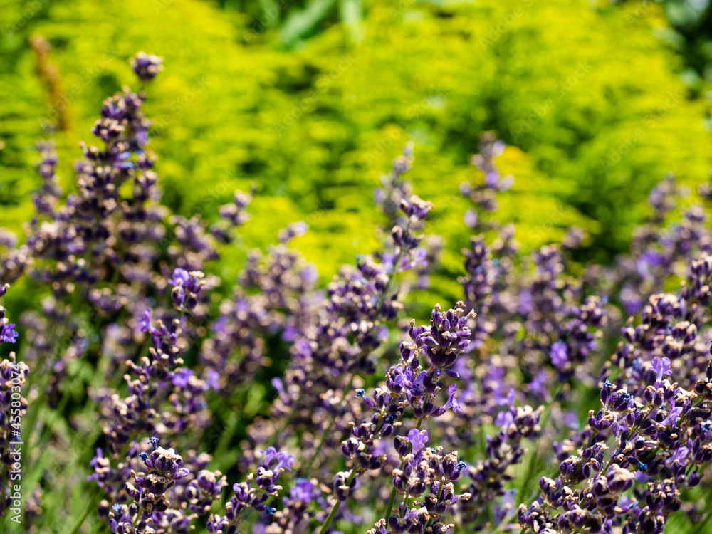 Obraz premium English lavender flowers. Garden, purple, botanical.