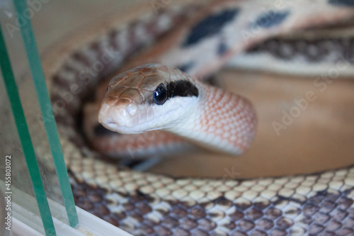 Close-up view of a Beauty rat snake Elaphe taeniura. photo