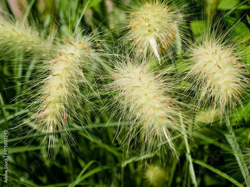 Native meadow grass with soft looking texture and green grass background.