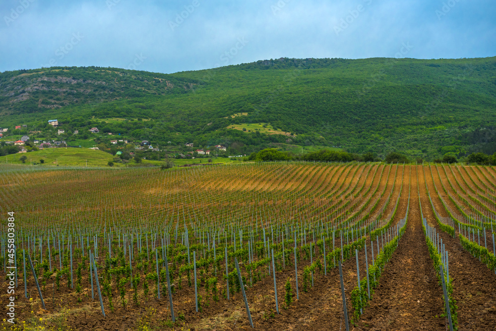 Vineyard in the middle of the most famous wine region of Crimea