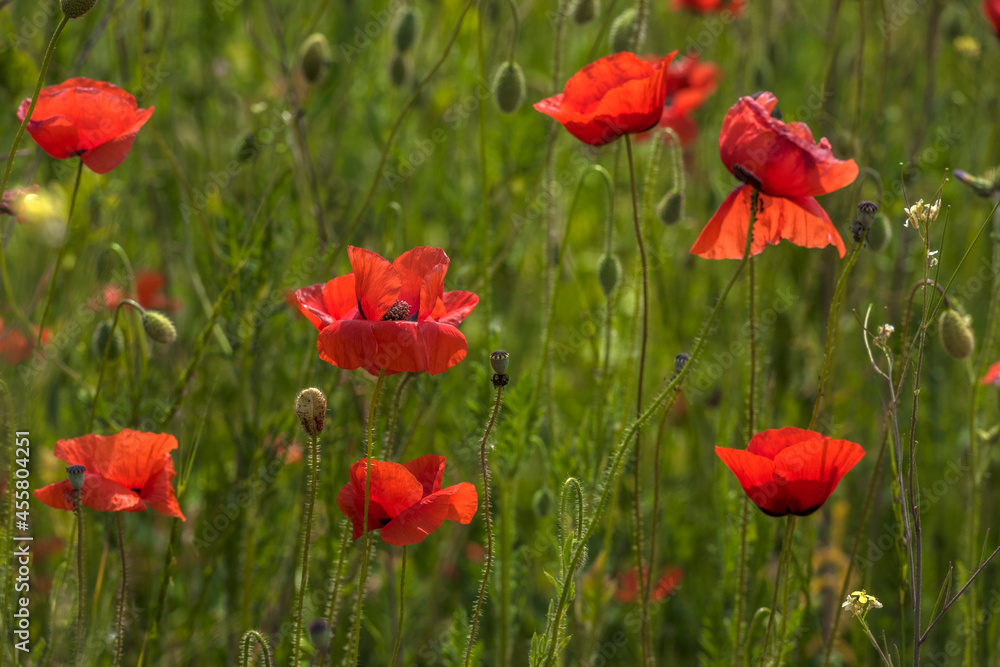 red poppies among the green grass in the summer red poppies among the green grass in the summer