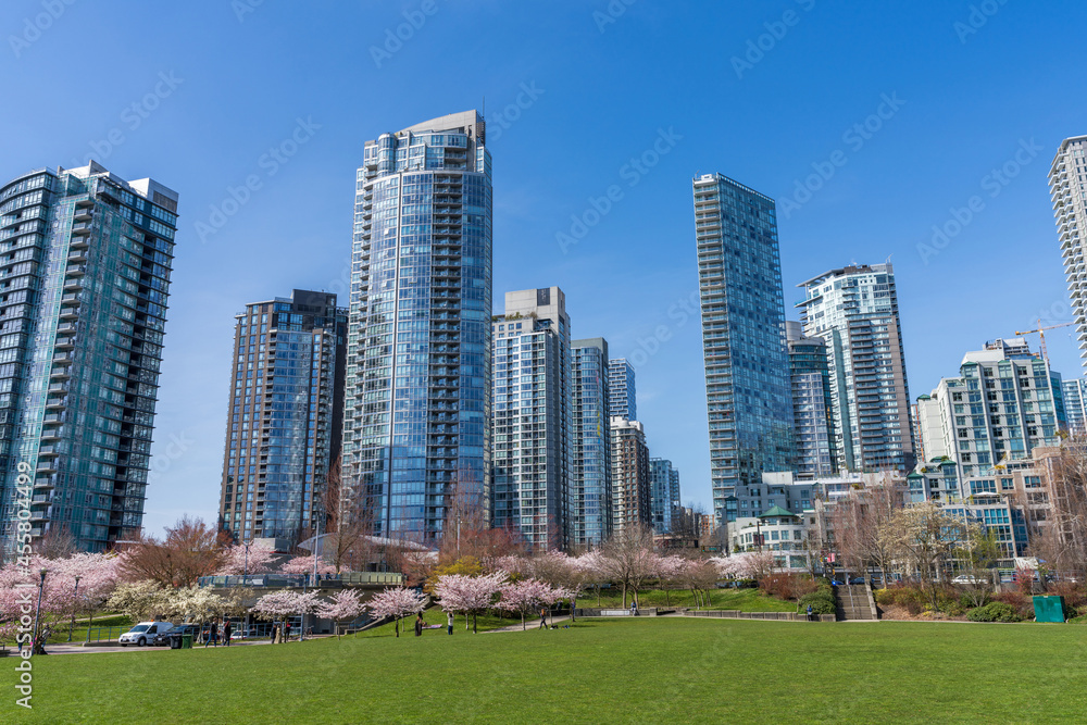 David Lam Park in springtime season. Skyscrapers and Cherry blossoms. Cherry trees flowers in full bloom. Vancouver, BC, Canada. March 31 2021