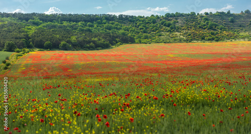 poppy field at the foot of the hill in May