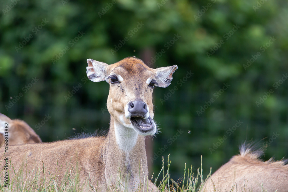 Fototapeta premium deer is crazy 