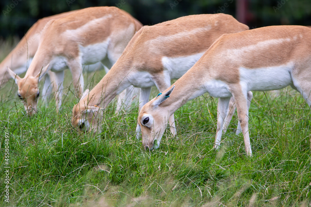 Deer's greasing Deer's greasing