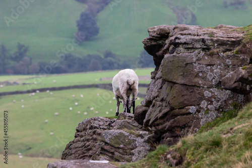 sheep on the mountain 