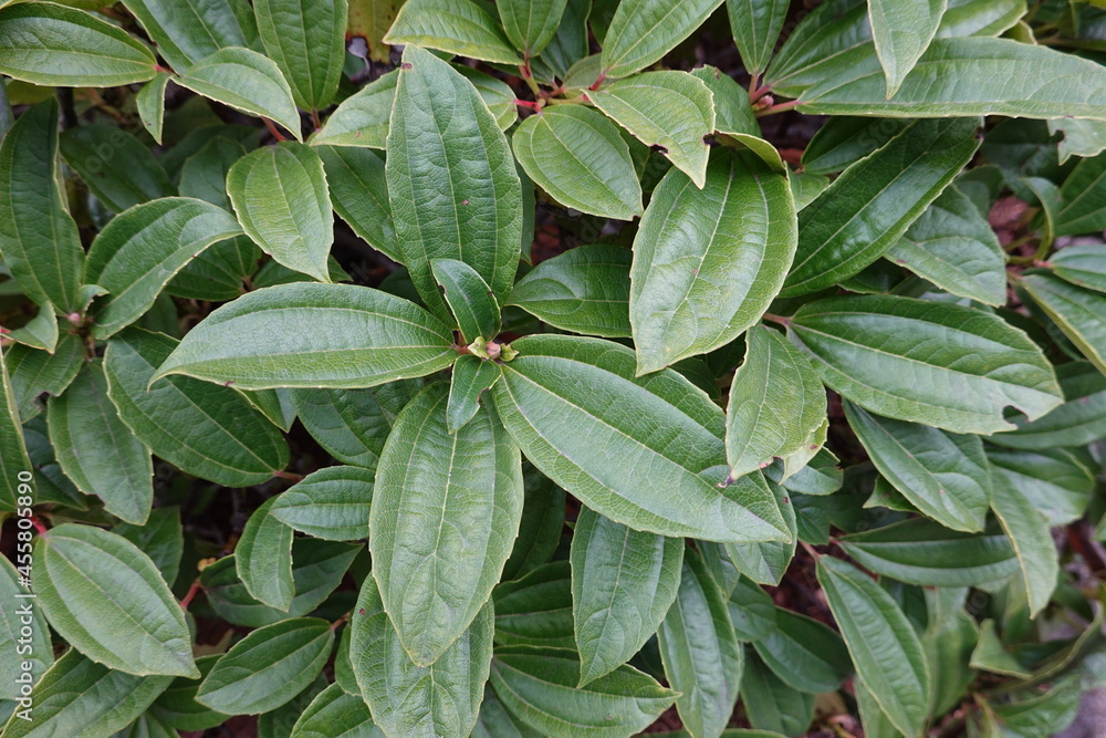 David viburnum (Viburnum davidii) is a showy evergreen shrub that