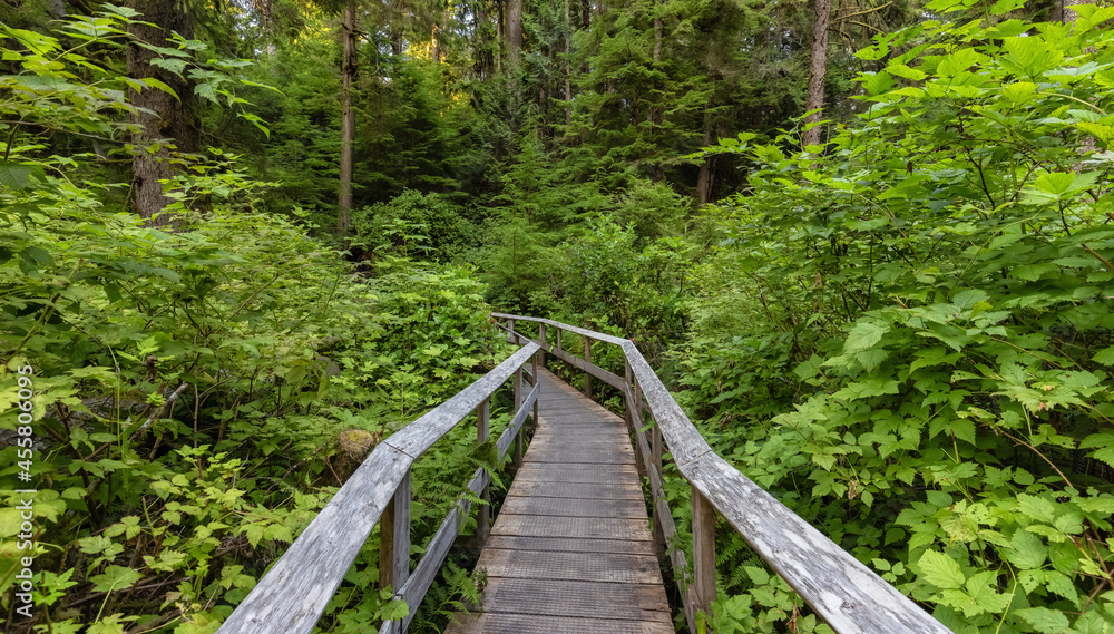 Obraz premium Hiking Path to Sandcut Beach in the Vibrant Rainforest and colorful green trees. Located near Victoria, Vancouver Island, British Columbia, Canada.