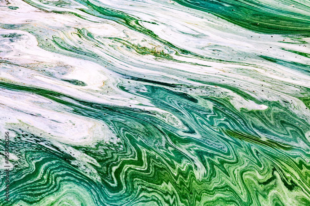 Algal bloom in water of Dnieper river in Ukraine. Green color of water caused by a rapid increase or accumulation of algae. Ecological disaster. Water pollution. Natural green abstract background Algal bloom in water of Dnieper river in Ukraine. Green color of water caused by a rapid increase or accumulation of algae. Ecological disaster. Water pollution. Natural green abstract background