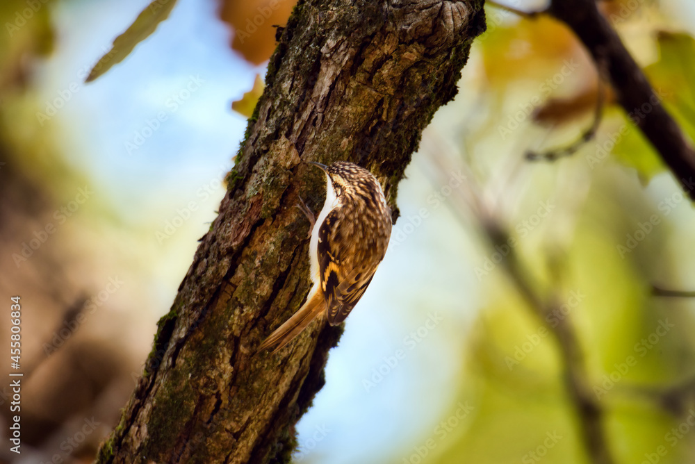 Fototapeta premium Bird in the trunk