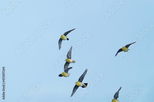 white bellied green pigeon in the sea
