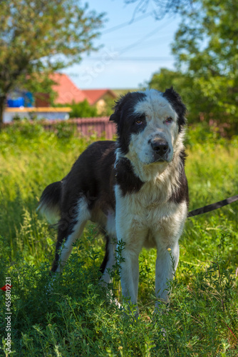 black and white dog Alabai among the grass