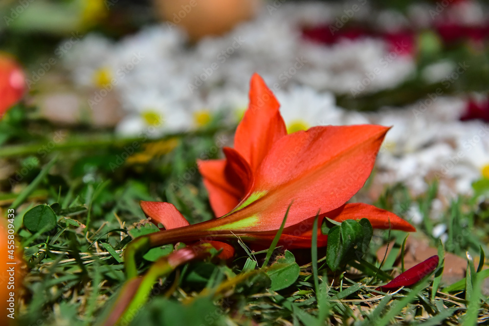 Obraz premium red lily flower in the grass, ornamental flowers