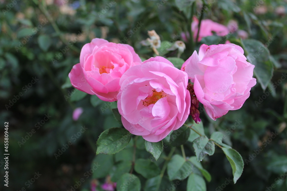 Hi I'm Heather! I'm a photographer from Oregon. I enjoy photographing nature, but also people and architecture as well. I hope you enjoy my work! Hi I'm Heather! I'm a photographer from Oregon. I enjoy photographing nature, but also people and architecture as well. I hope you enjoy my work!