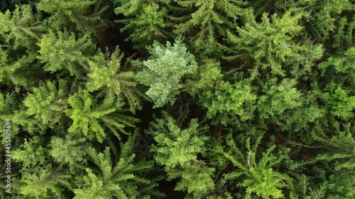 top down view of a green forest 