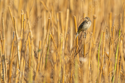 A young yellow wagtail (Motacilla flava)