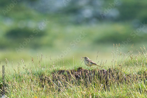 A tawny pipit (Anthus campestris)