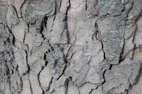 Tree skin © Antonio