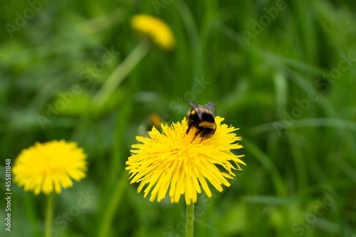 Bumblebee on a yellow dandelion. The insect pollinates the flower. © Олег Копьёв