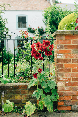 Wild hollyhocks next to a fence photo