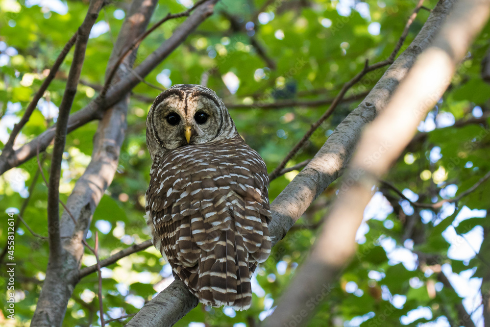 barred owl (Strix varia) in summer barred owl (Strix varia) in summer