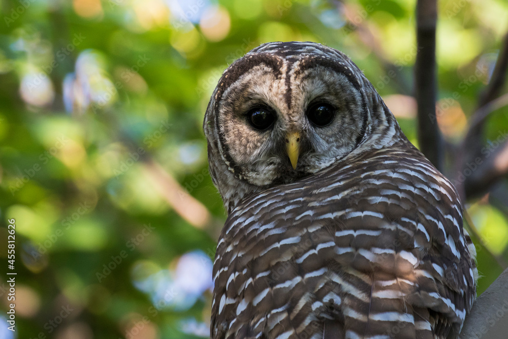 Fototapeta premium barred owl (Strix varia) in summer