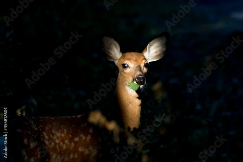 white-tailed deer Fawn in summer