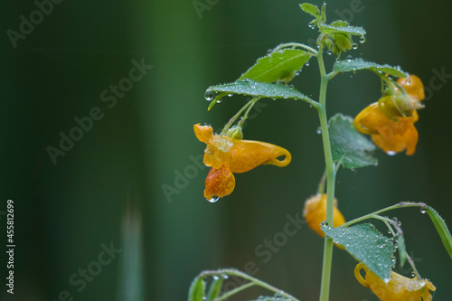 Bild auf Leinwand Impatiens capensis, the orange jewelweed, common jewelweed, spotted jewelweed, j